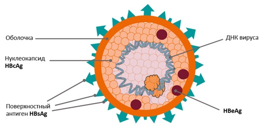 HBsAg – антиген, расположенный на поверхности вируса гепатита В
