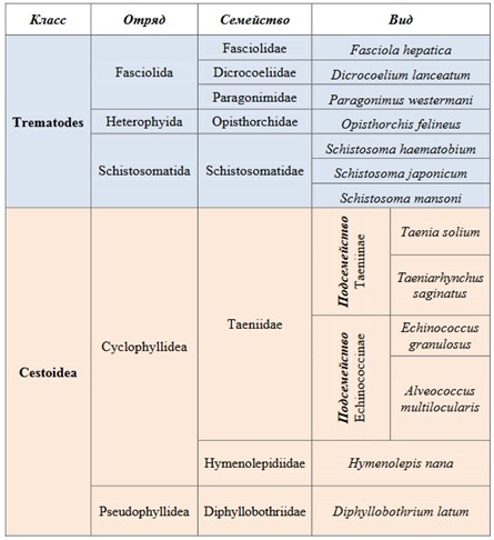 Представители типа Плоские черви, имеющие медицинское значение