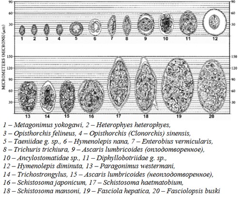 Сравнение размеров яиц гельминтов различных видов