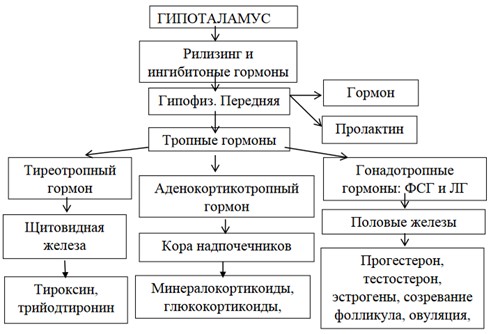 Схема гипоталамо-гипофизарной системы