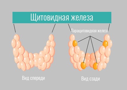 Паращитовидных желез 4, они располагаются по задней поверхности щитовидной железы