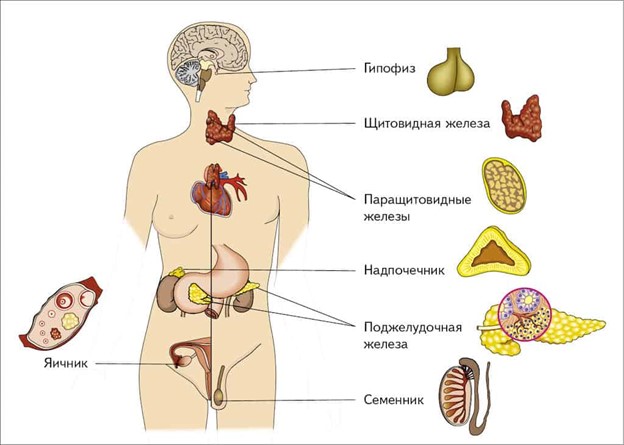 Эндокринная система