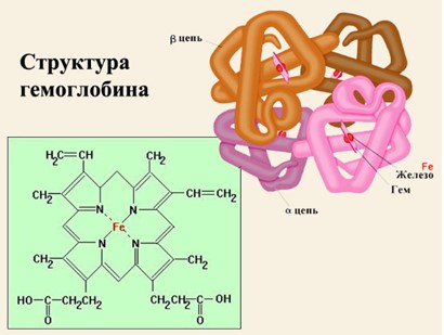 Структура эритроцитарного гемоглобина и железосодержащего гема