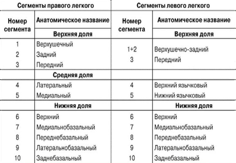 Сегментарное строение легких