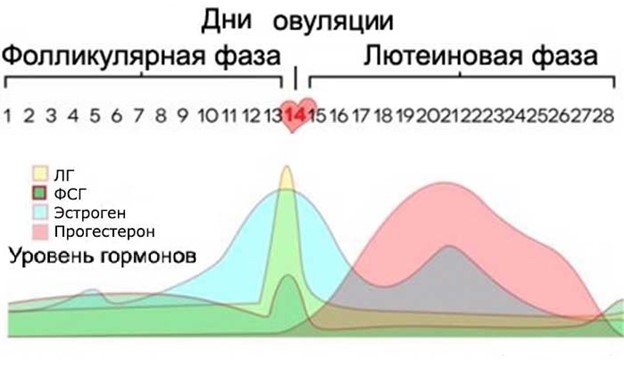 Дни овуляции