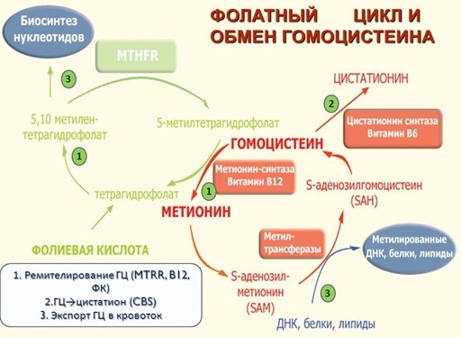 Обмен гомоцистеина