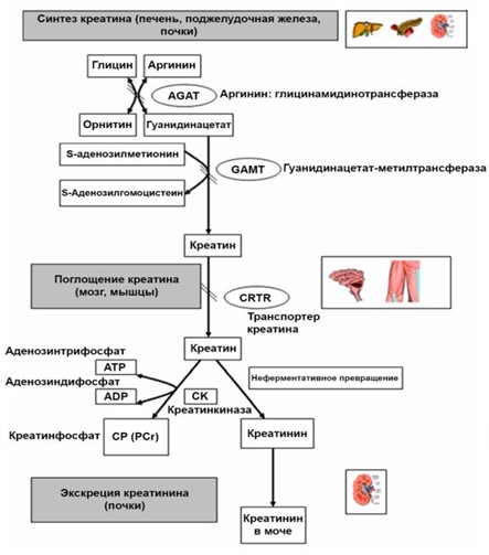 Синтез креатинина