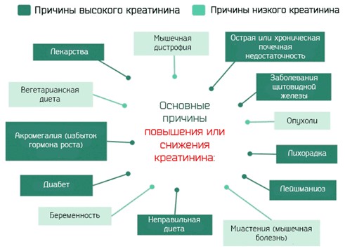 Причины высокого или низкого уровня креатинина
