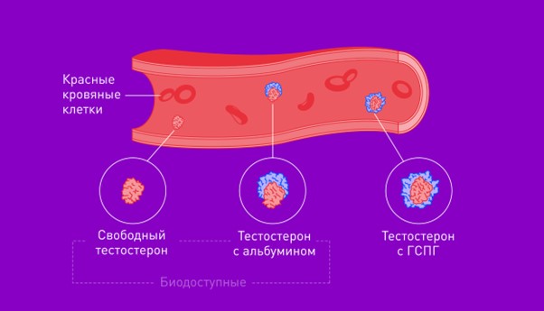 Разница свободного и общего тестостерона
