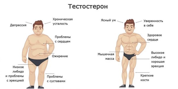 Анализ на тестостерон у мужчин 