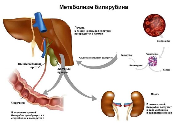 Метаболизм билирубина Метаболизм билирубина