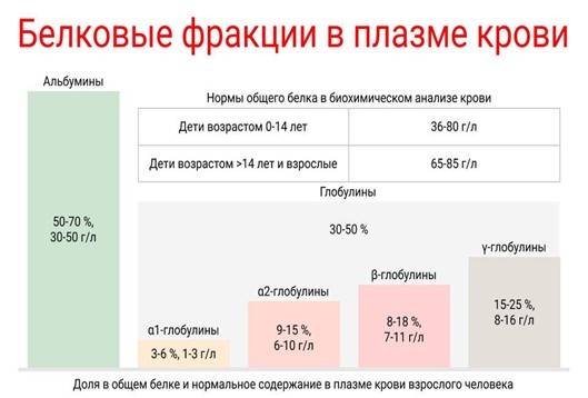 Белковые фракции в плазме крови