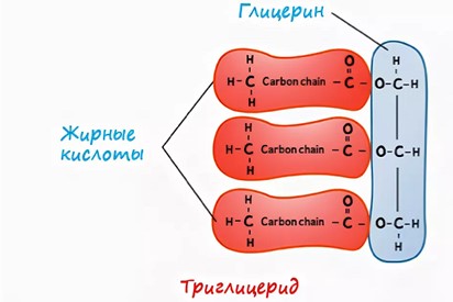Триглицериды