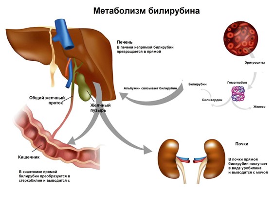 Метаболизм билирубина