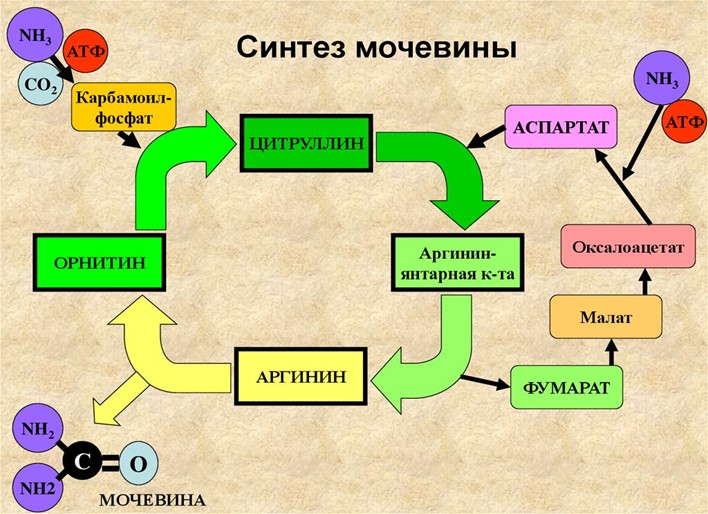 Синтез мочевины Синтез мочевины