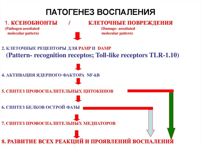 Патогенез воспаления