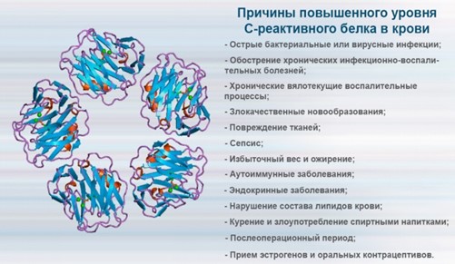 С-реактивный белок повышен С-реактивный белок повышен