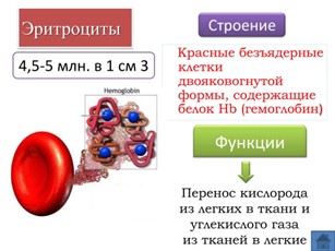 Эритроциты