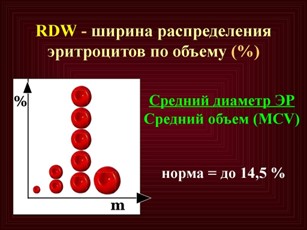 RDW в анализе крови