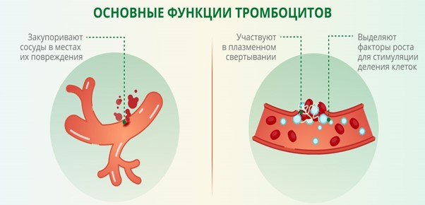 Основные функции тромбоцитов