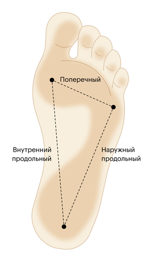 Три свода стопы Три свода стопы