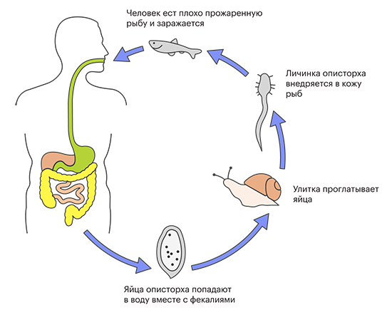 Цикл развития описторхоза Цикл развития описторхоза